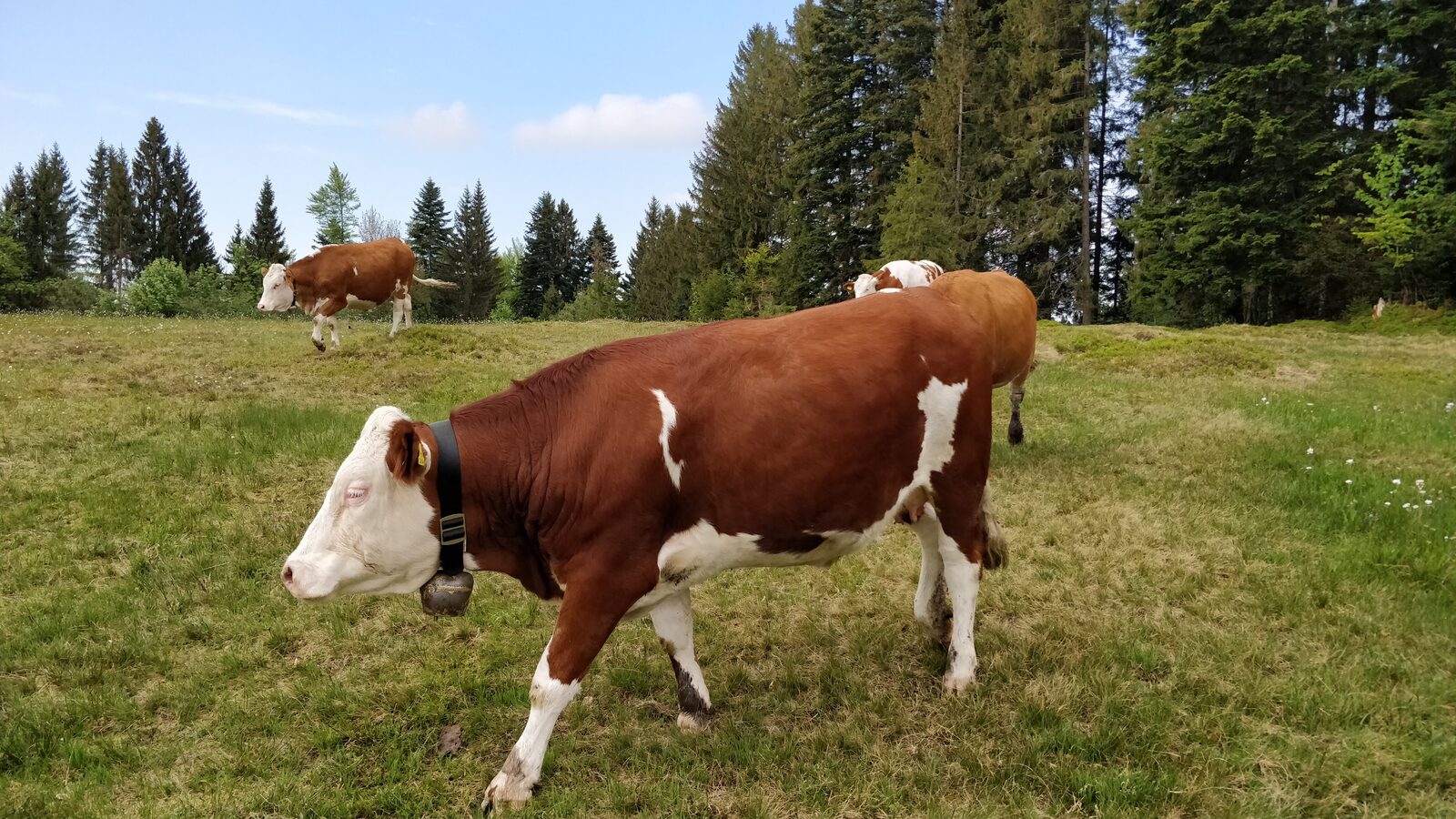 Sommer auf der Alp: Das Vieh nutzt das Bergfutter über der Waldgrenze. Almwirtschaft ist gelebter D-A-CH-Alltag. Bregenzerwald.